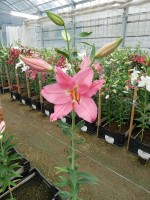 [4340 Catemaco VH No01.JPG]